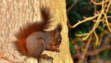 Eichhörnchen (36).jpg